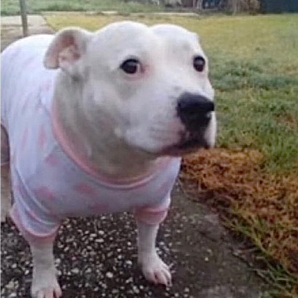 Meet your Posher, Riley!